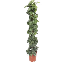 Šplhavnice na rašeliníkové tyči FloraSelf Scindapsus Trebie výška cca 150 cm květináč Ø 27 cm