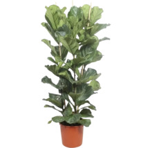 Fíkus lyrový Ficus lyrata 3 výhony výška 180 cm květináč 34 cm