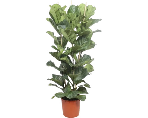 Fíkus lyrový Ficus lyrata 3 výhony výška 180 cm květináč 34 cm