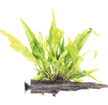 Akvarijní rostlina na kořenovém dřevě s přísavkou