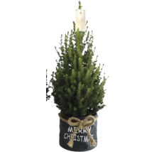 Vánoční stromek v květináči s nápisem Merry Christmas