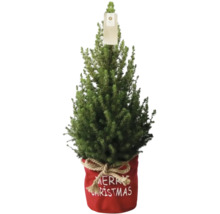 Malá jedle nordmannská v červeném květináči s nápisem Merry Christmas jako vánoční dekorace