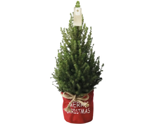 Malá jedle nordmannská v červeném květináči s nápisem Merry Christmas jako vánoční dekorace