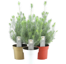 Tři hrnkové rostliny Silver Forest v květináči
