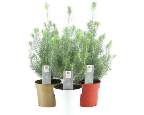 Tři hrnkové rostliny Silver Forest v květináči