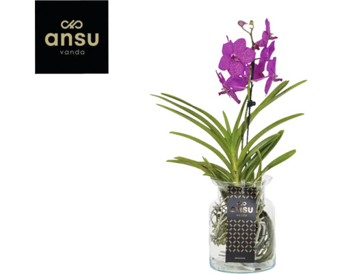 Orchidej Vanda Ve Skle Prodej (vanda orchideje, Vanda orchidej, vanda orchidejí) Orchidej Vanda Ve Skle Prodej