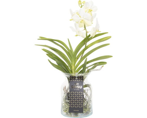Orchidej Vanda Ve Skle Prodej (vanda orchideje, Vanda orchidej, vanda orchidejí) Orchidej Vanda Ve Skle Prodej