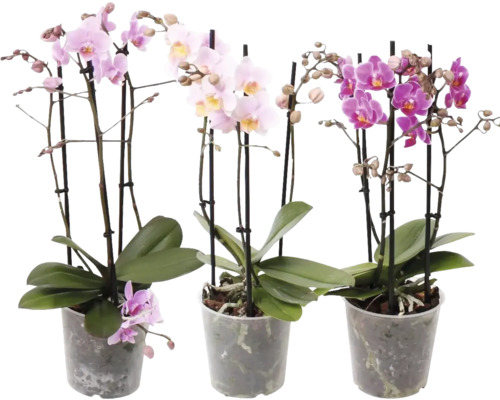 Motýlí orchidej mix FloraSelf Phalaenopsis multiflora Cascade výška 50-55 cm květináč Ø 12 cm 3 laty 1 ks, různé barvy