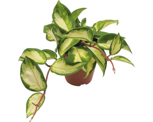 Pokojová rostlina voskovka v květináči