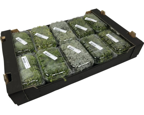 Mechové desky v krabici