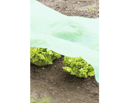 Salátové rostliny v zahradě pod ochrannou textilií