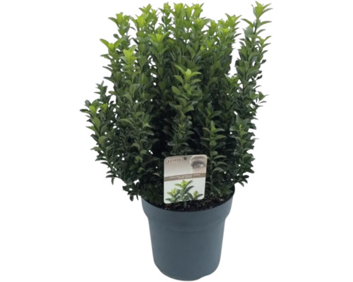 Brslen japonský FloraSelf Euonymus japonicus 'Green Spire' výška 50-60 cm květináč 10 l