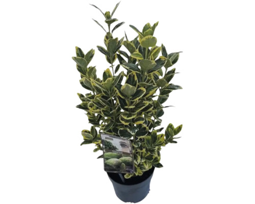 Brslen japonský FloraSelf Euonymus japonicus 'Marieke' 25-30 cm květináč 2 l Stálezelený brslen v květináči