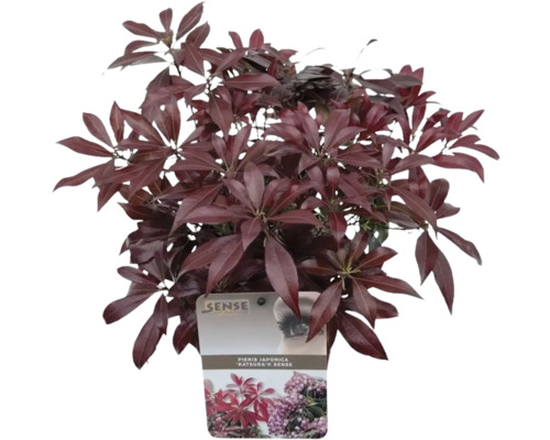 Pieris japonský ''Katsura'' v květináči