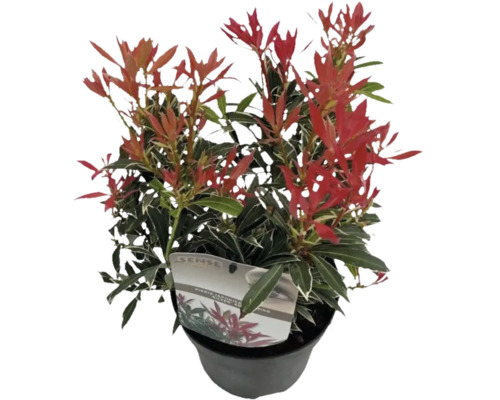 Pieris japonský FloraSelf Pieris japonica 'Flaming Silver' 15-20 cm květináč 1,5 l