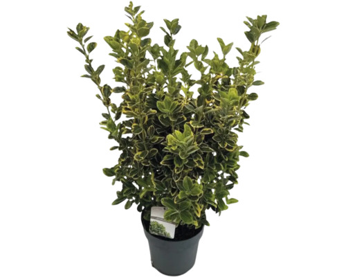 Brslen Fortunův žlutě panašovaný FloraSelf Euonymus japonicus 'Aureomarginatus' 50-60 cm květináč 10 l