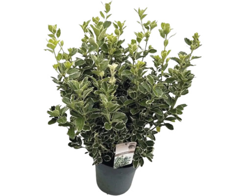 Brslen japonský FloraSelf Euonymus japonicus 'Katy' výška 50-60 cm květináč 10 l Stálezelený brslen v květináči