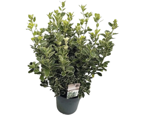 Brslen japonský FloraSelf Euonymus japonicus 'Katy' výška 50-60 cm květináč 10 l