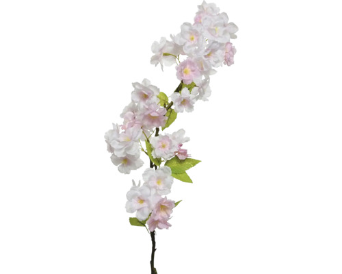 sakura koupit v HORNBACHu