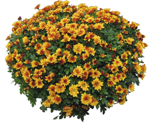 Chryzantéma mix Chrysanthemum multiflora květináč Ø 10,5 cm 1 ks, různé druhy Zlaté chryzantémy v květináči pro venkovní použití