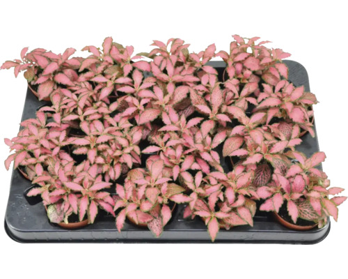 Fitónie Verschaffeltova červená FloraSelf Fittonia květináč Ø 7 cm 1 ks, různé druhy