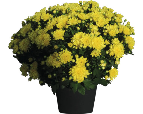 Chryzantéma mix Chrysanthemum multiflora květináč Ø 12/13 cm 1 ks, různé druhy Žlutá chryzantéma v květináči