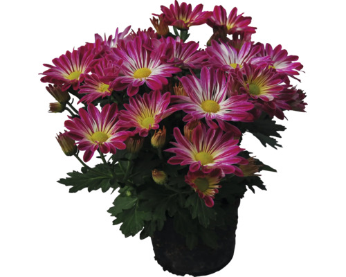 Chryzantéma dvoubarevná podzimní FloraSelf Chrysanthemum indicum květináč Ø 10 cm 1 ks, různé druhy