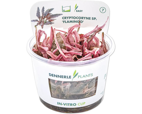 Cryptocoryne sp. Flamingo akvarijní rostlina v in vitro kelímku