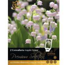 Balení dvou růžových kořenů konvalinky vonné odrůdy Convallaria majalis ''rosea''