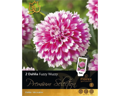 Jiřiny Florex Premium Selection Dahlia 'Fuzzy Wuzzy' 2 ks