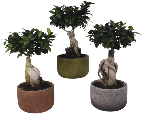 Fíkovník maloplodý FloraSelf Ficus microcarpa Ginseng výška cca 45 cm vč. keramického obalu Ø 21 cm Liam 1 ks, různé barvy obalu