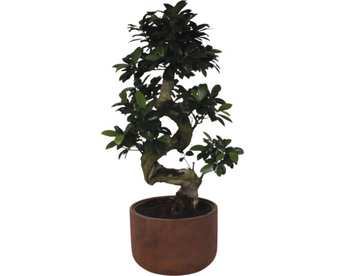 Fíkovník maloplodý FloraSelf Ficus microcarpa Ginseng výška cca 70 cm Ø květináče 25 cm vč. keramického obalu Liam