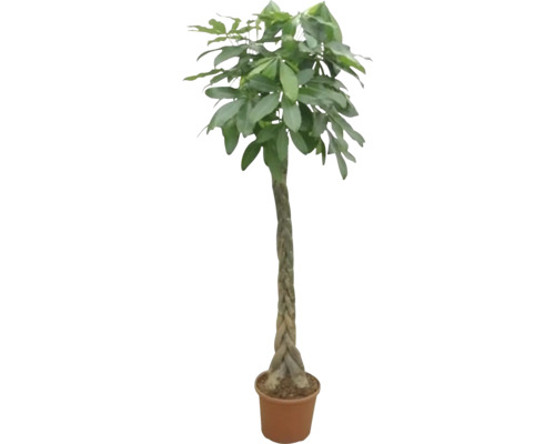 Pachira spletený kmen FloraSelf Pachira výška 190-200 cm květináč Ø 35 cm