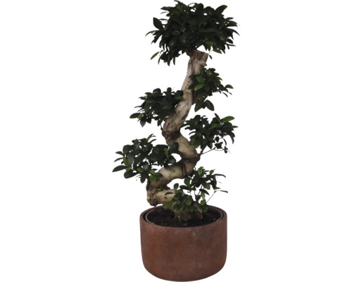 Fíkovník maloplodý FloraSelf Ficus microcarpa Ginseng výška cca 80 cm Ø květináče 27 cm vč. keramického obalu Liam