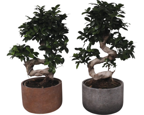 Fíkovník maloplodý S-SHAPE FloraSelf Ficus microcarpa Ginseng výška cca 55 cm v keramickém obalu Liam Ø 23 cm 1 ks, různé druhy