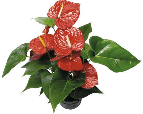 Toulitka, anturie červená FloraSelf Anthurium andreanum výška cca 50 cm květináč Ø 21 cm