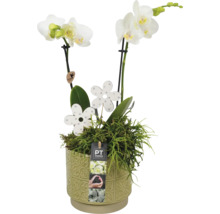 Orchidej v ozdobném květináči s dekorací
