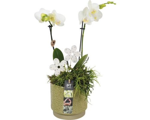 Orchidej v ozdobném květináči s dekorací