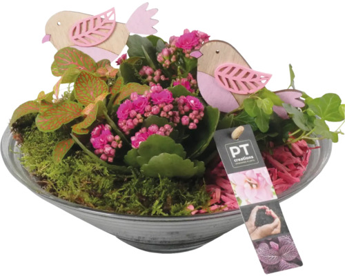 Aranžmá pokojových rostlin FloraSelf skleněná miska Ø 26 cm se 4 rostlinami Osázená mísa s Kalanchoe, Fittonia a břečťanem, zdobená dřevěnými figurkami