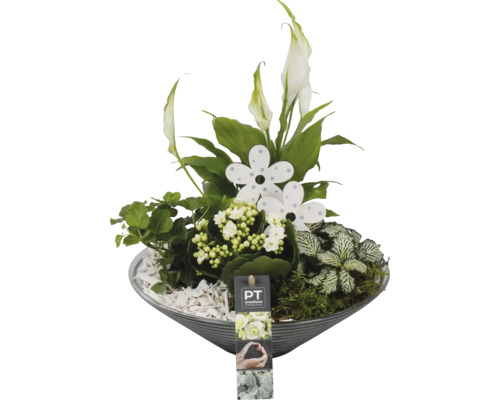 Aranžmá pokojových rostlin FloraSelf skleněná miska Ø 32 cm se 4 rostlinami Květináč s různými pokojovými rostlinami a dekoračními prvky