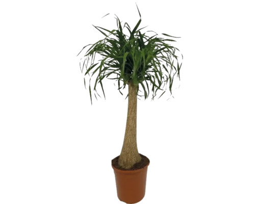Sloní noha kmen FloraSelf Beaucarnea recurvata výška až 110 cm květináč Ø 24 cm Sloní noha v květináči jako pokojová rostlina