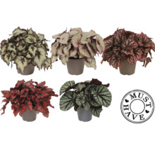 Begonie listová mix FloraSelf Begonia výška cca 30 cm květináč Ø 17 cm 1 ks, různé druhy