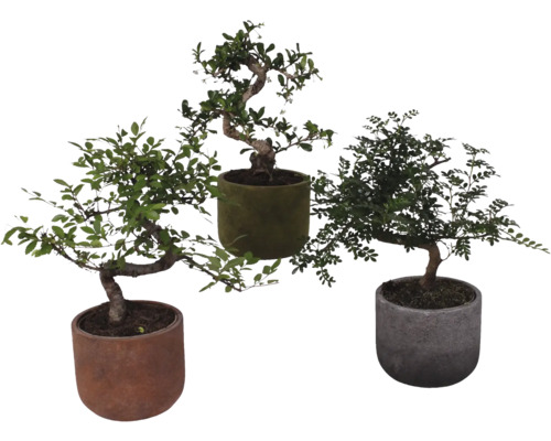 Bonsai mix S-Shape FloraSelf Ø 15 cm vč. keramického obalu Liam 1 ks, různé druhy Tři bonsaje v květináčích
