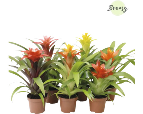 Bromélie, guzmánie FloraSelf Bromelia 'Cupcake' 20-25 cm květináč Ø 9 cm 1 ks, různé druhy