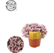 Kalisie voňavá růžová FloraSelf Callisia rosato výška cca 19 cm květináč Ø 10,5 cm