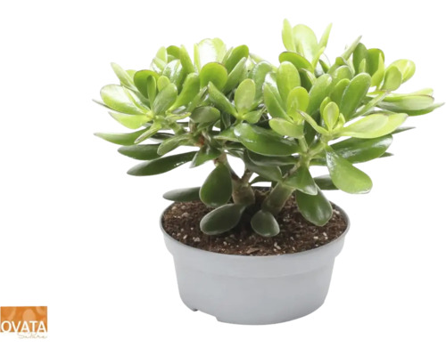 Tlustice vejčitá FloraSelf Crassula 'Magical Tree' 30-35 cm květináč Ø 20 cm Tlustice vejčitá Crassula ovata v květináči