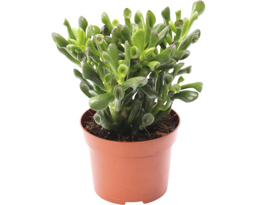 Tlustice vejčitá FloraSelf Crassula trompet výška 20-22 cm Ø květináče 12 cm Crassula Hobbit v květináči