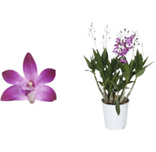 Orchidej Dendrobium Nobile v květináči a detail květu