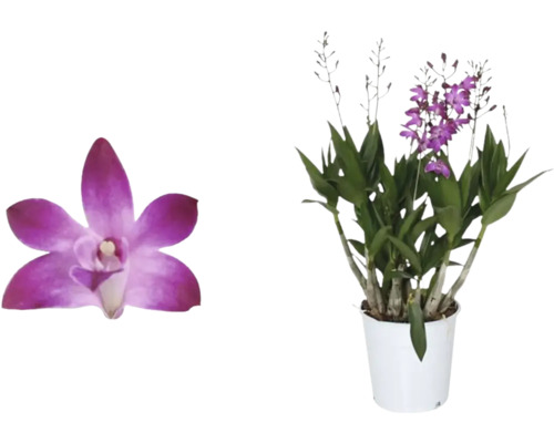 Orchidej Dendrobium Berry Oda 6-8 výhonů květináč Ø 12 cm