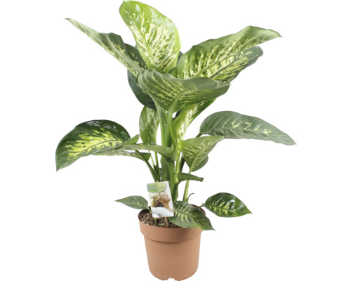 Difenbachie FloraSelf Dieffenbachia 'Tropic Snow' výška 70-80 cm květináč Ø 21 cm Diefenbachie v květináči